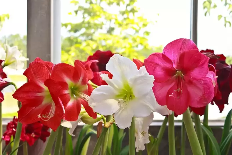 Facts About Amaryllis