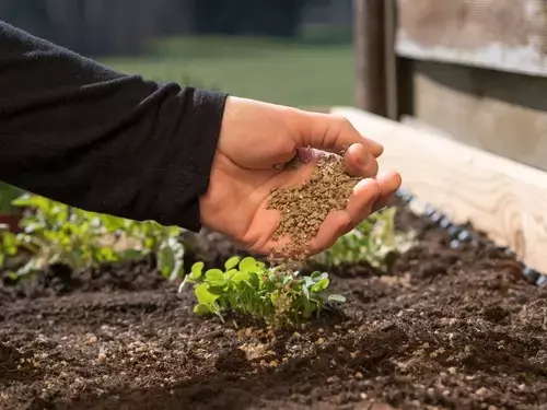 Feeding Your Garden Plants