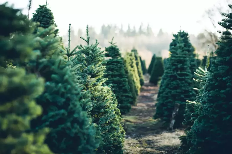Find the perfect Christmas tree at Little Tree!