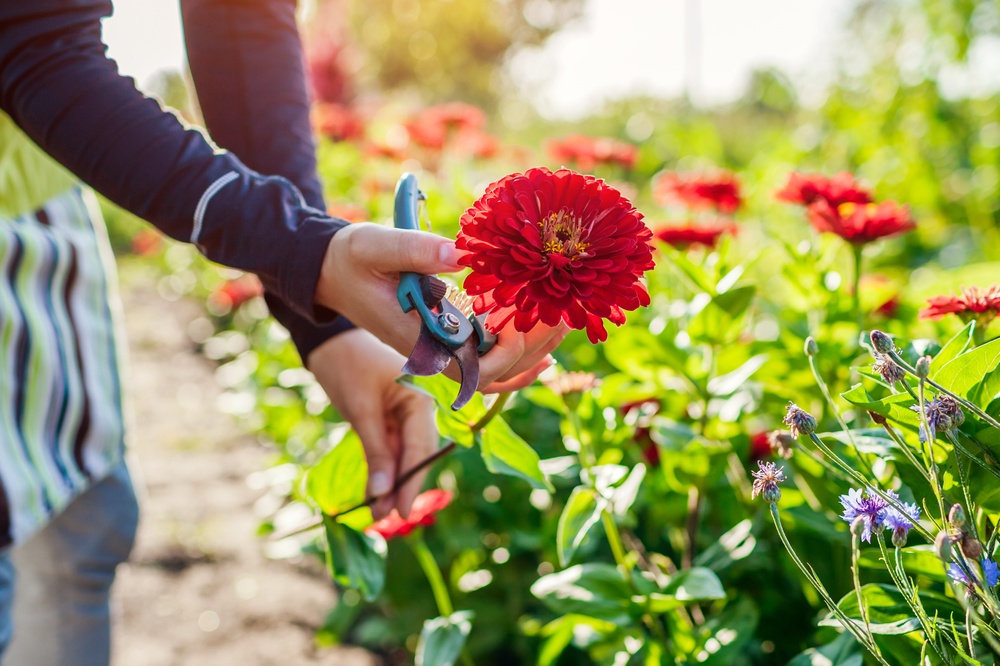 Grow your own flower bouquets from seed - Little Tree Garden Market