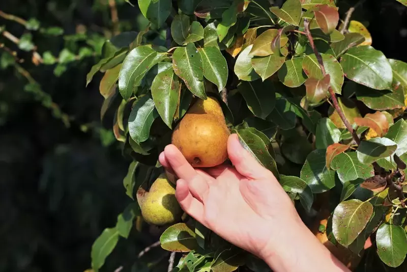 Harvest Apples and Pears