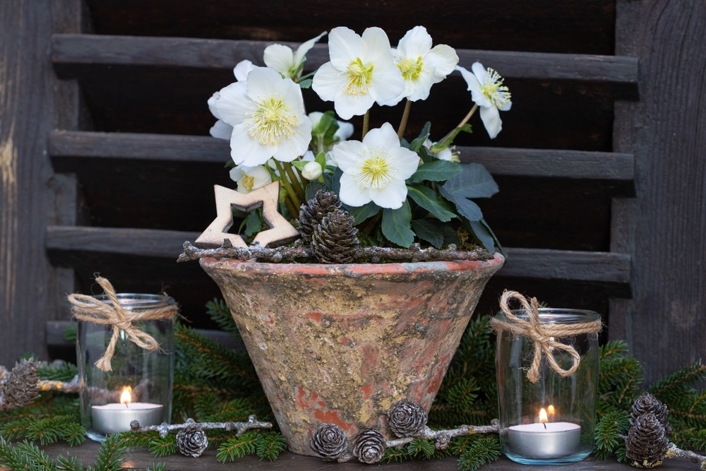 Hellebore: the Christmas Rose - Little Tree Garden Market