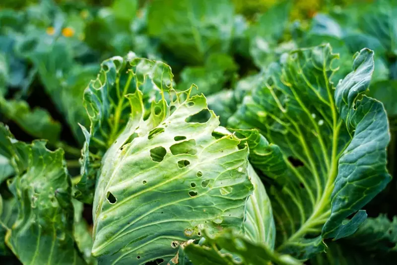 How to Get Rid of Cabbage Worms