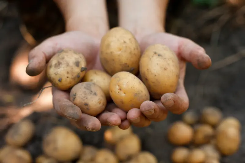 How to grow and harvest potatoes at home