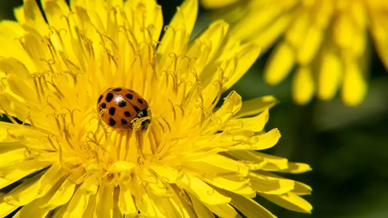 How to make your garden more wildlife friendly?