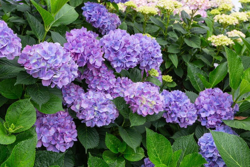 How to prune hydrangeas