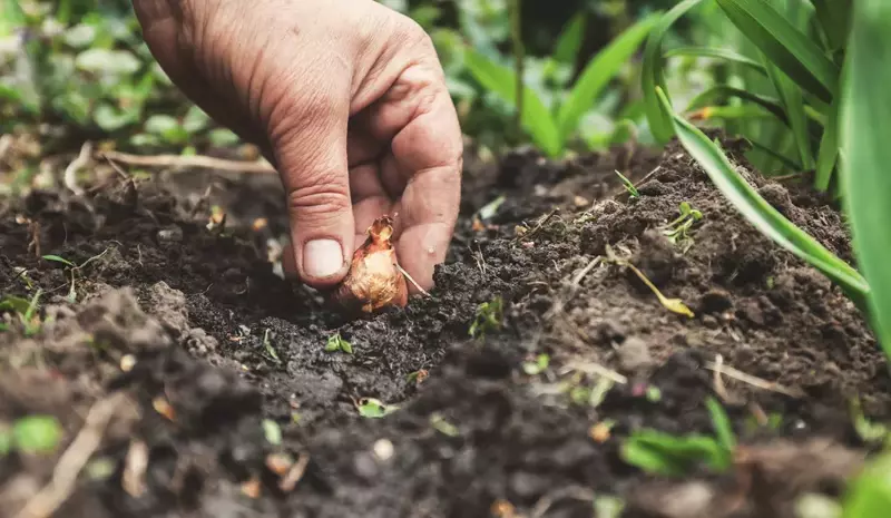 How to take care of your Spring flowering bulbs