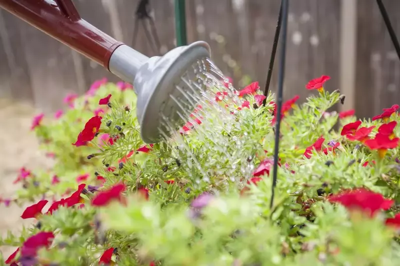 How to Water Hanging Baskets