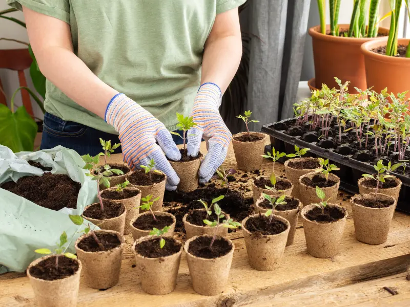 Moving Seedlings Outdoors: Hardening Off and Transplanting Tips