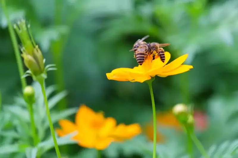 Planting a Honey Bee Flower Garden