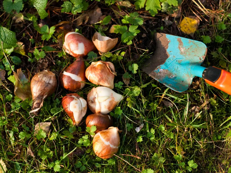 Planting Spring Bulbs Now: A Promise of Colour for Next Season