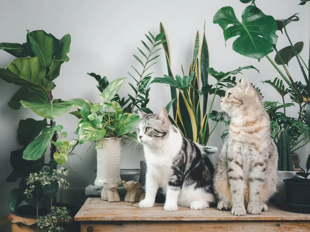Chamaedorea elegans safe for cats sales