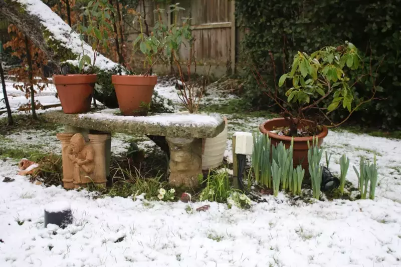Protect Your Garden Plants in Winter