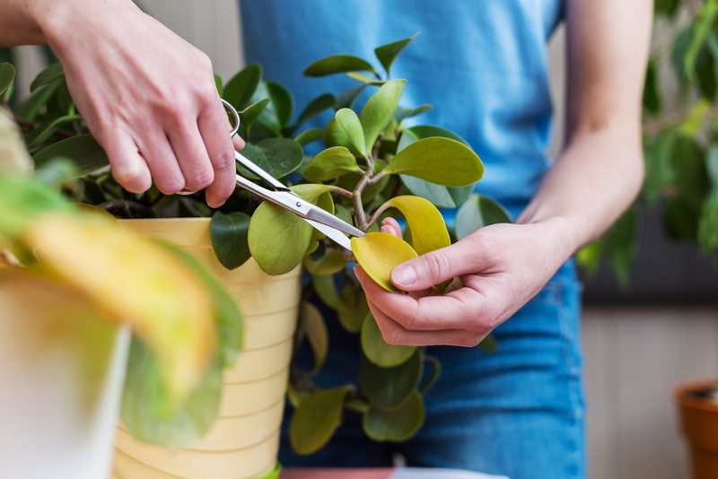 Pruning Houseplants: Everything You Need to Know