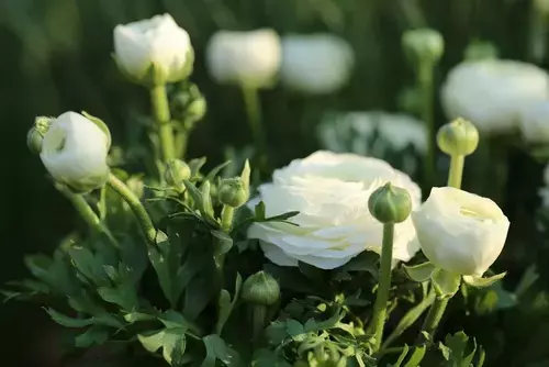 Spring-Flowering Garden Plants