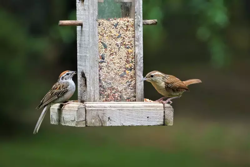 Tips: feeding birds in your garden