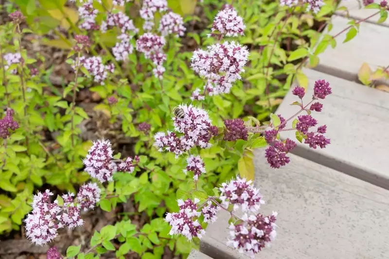 Top 5 Edible Plants for Ground Cover