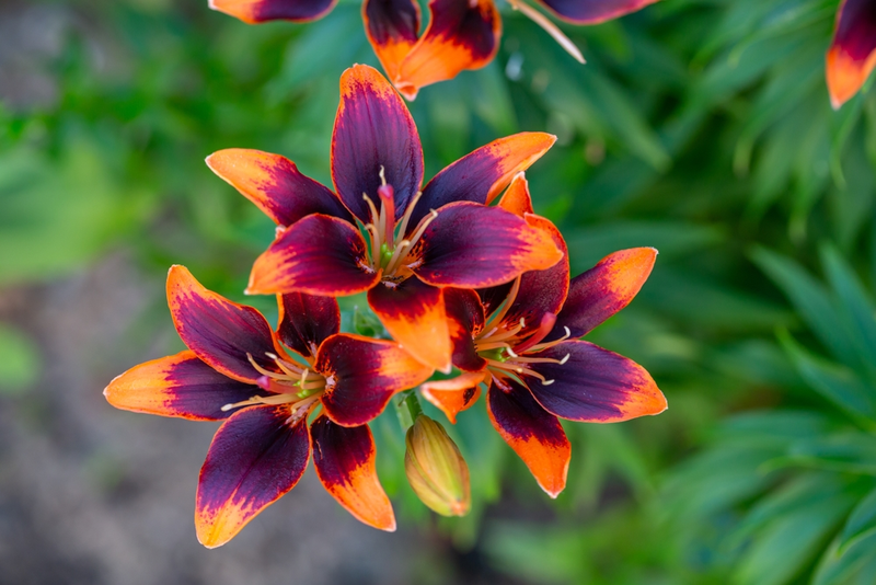 Top 5 Summer Perennials