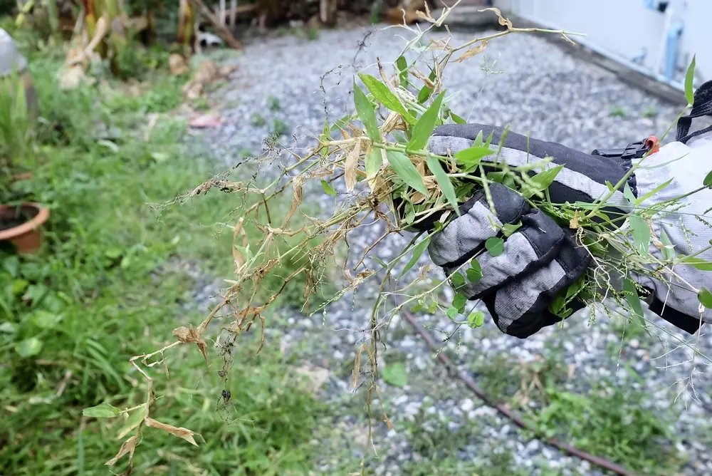 Top 5 Tips to Get Rid of Weeds - Little Tree Garden Market