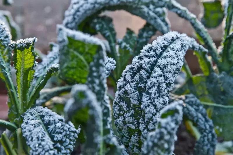 Vegetable Gardening in December