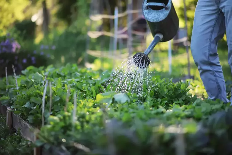 Watering your garden during summer