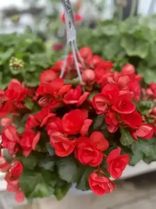 Hanging baskets