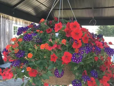 Hanging baskets