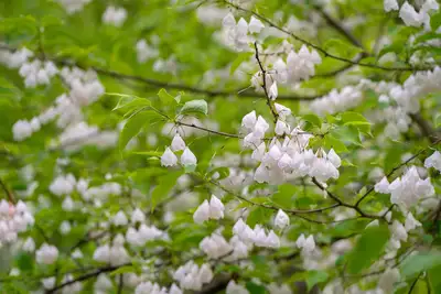 Flowering trees