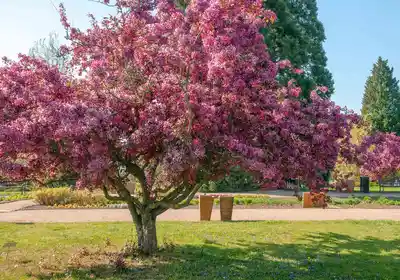 Flowering trees