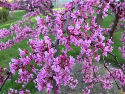 Flowering trees