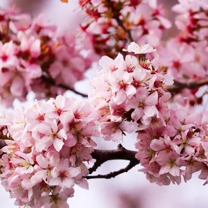 Flowering trees