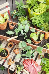 Grow your own vegetables