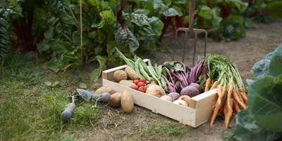 Grow your own vegetables