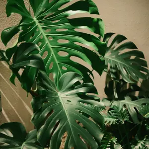 Houseplants