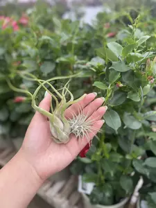 Air Plant