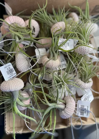 Airplant in Seashell - image 2