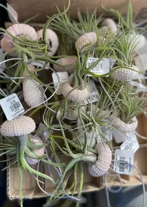 Airplant in Seashell - image 2