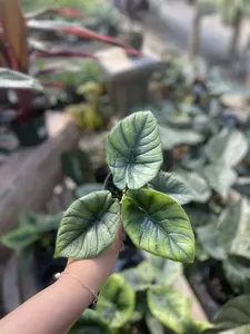 Alocasia Bisma 4"