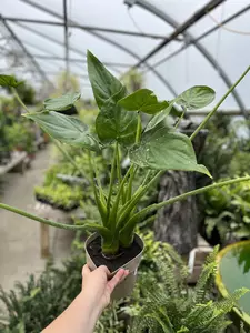 Alocasia Calcutta 17cm - image 2