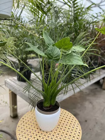 Alocasia Calcutta 17cm - image 2