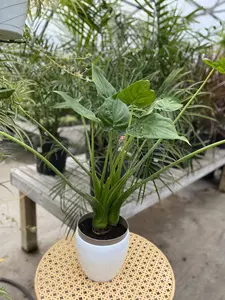 Alocasia Calcutta 17cm - image 2