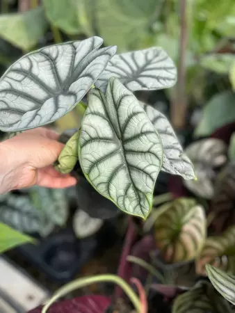 Alocasia Dragon Scale 5" - image 1