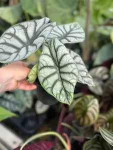 Alocasia Dragon Scale 5" - image 3