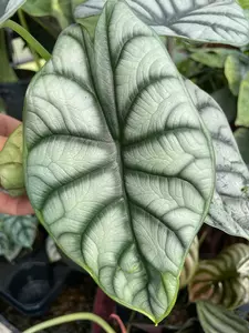 Alocasia Dragon Scale 5" - image 2