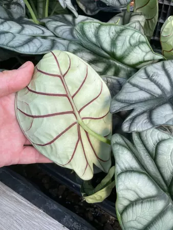 Alocasia Dragon Scale 5" - image 3
