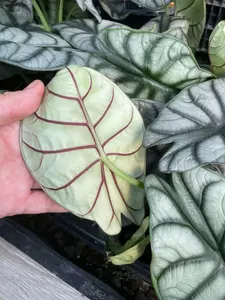 Alocasia Dragon Scale 5" - image 3