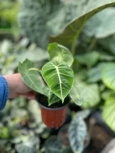Alocasia Frydrek 4" - image 3