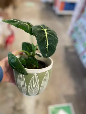 Alocasia Frydrek 4" - image 3