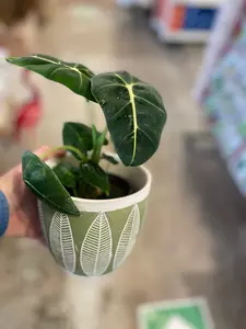 Alocasia Frydrek 4" - image 3