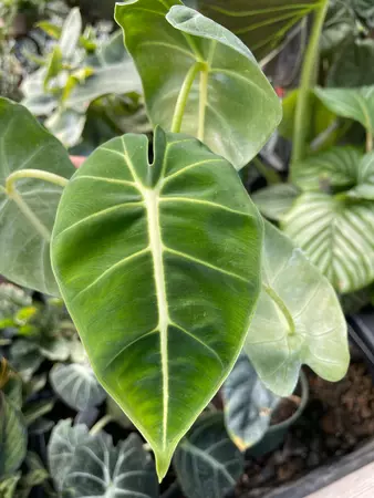 Alocasia Frydrek 4" - image 2